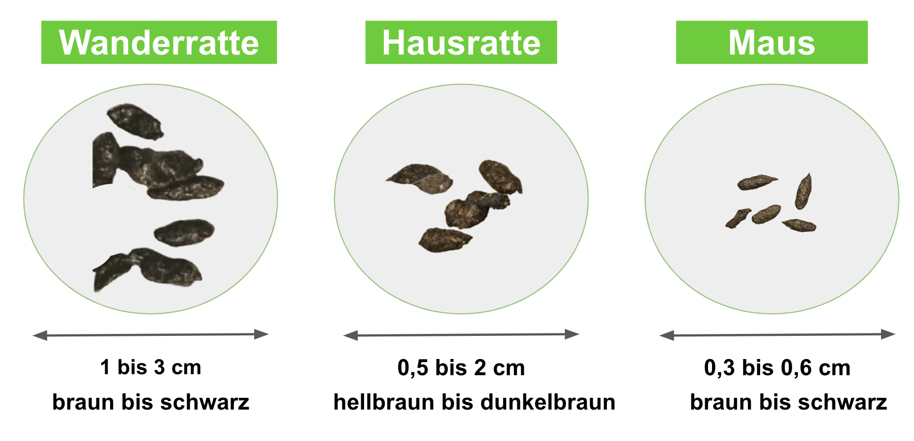 M Usekot Erkennen Und Beseitigen Sind M Usek Ttel Gef Hrlich Erasio