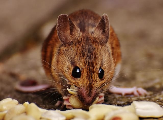 Tipps gegen Mäuse und welche Mittel helfen!