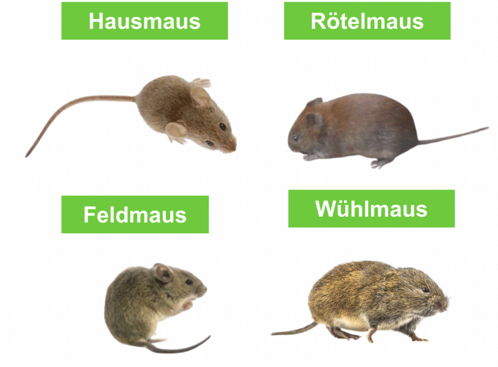 Mäuse im Haus - GreenHero Mäuse-Ex zum Fernhalten und