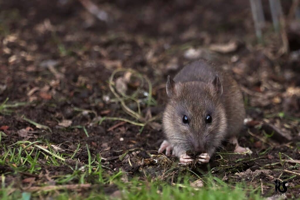 Ratten im Garten: Was tun? Bekämpfung, Mittel und Meldepflicht - ERASIO