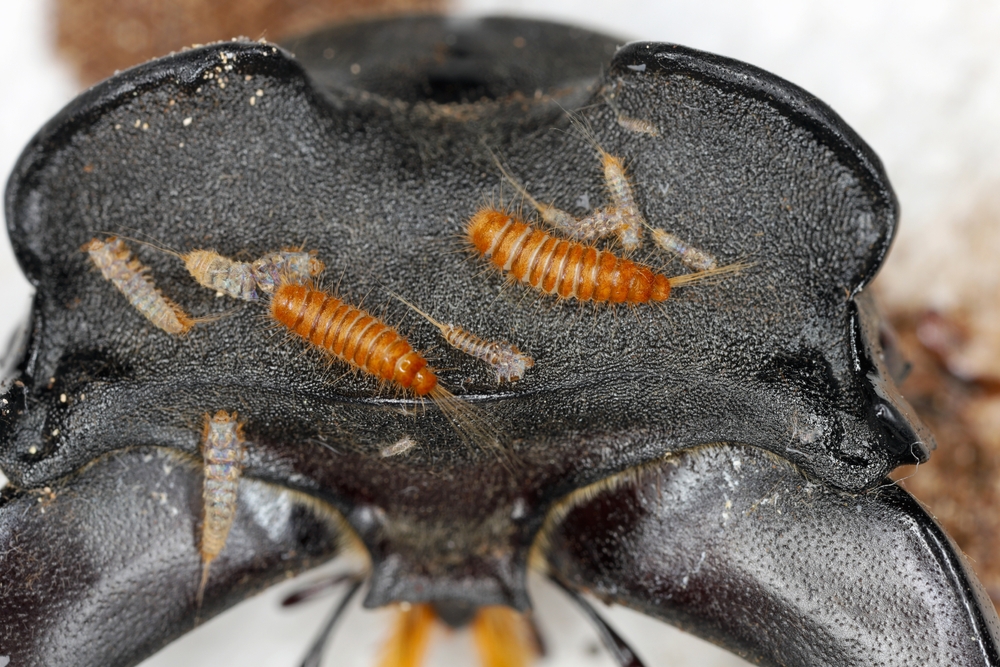 Larven des Teppichkäfers fallen über einen Lederschuh her