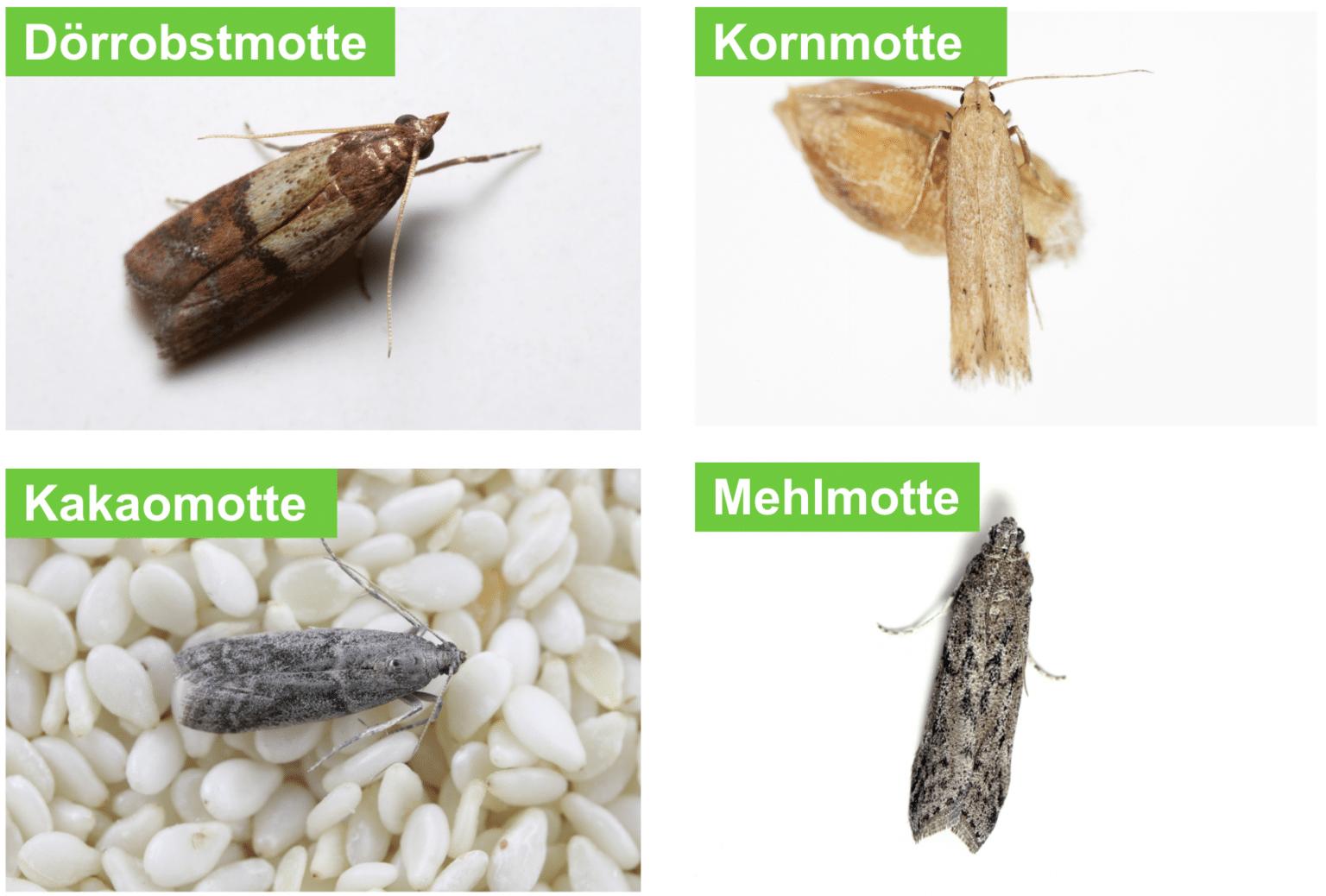 Mottenarten Bilder: Entdecke die Welt der Motten!