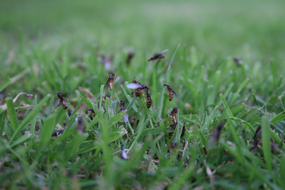 Fliegende Ameisen im Rasen