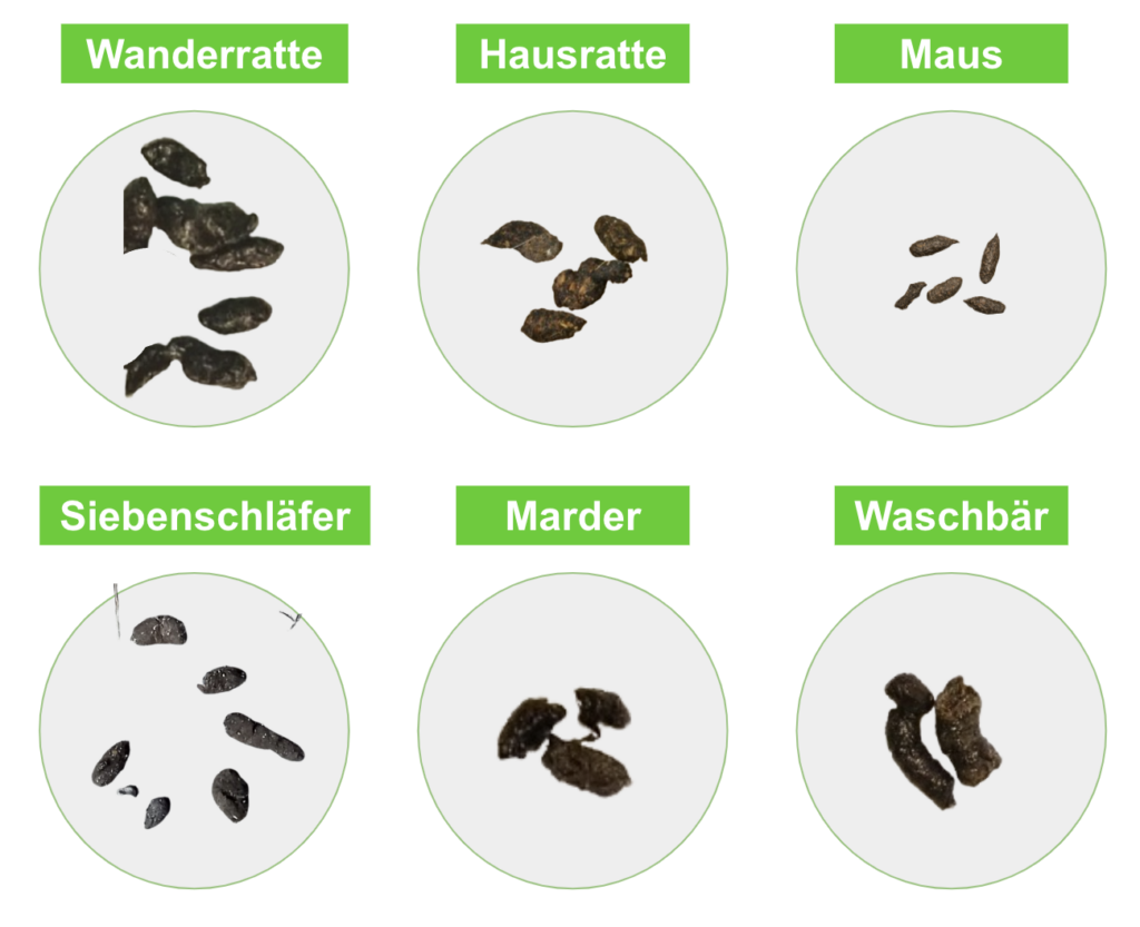 Siebenschläfer Kot im Vergleich zu anderen Schädlingen